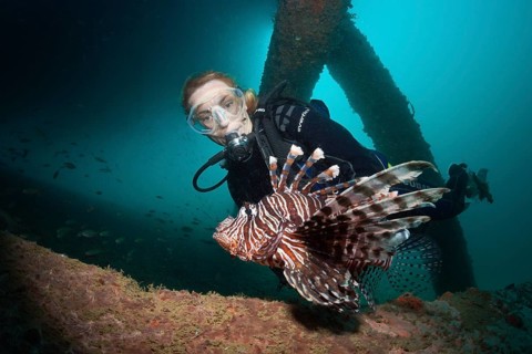 Diver observing lionfish, Pterois volitans, Ambon, Moluccas, Indonesia