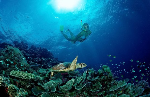 Hawksbill sea turtle and snorkeller, Eretmochelys imbricata, Maldives, Indian Ocean, Meemu Atoll