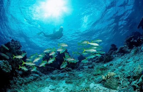 Shoal of yellowfin mullets and snorkellers, Mulloidichthys vanicolensis, Maldives, Indian Ocean,