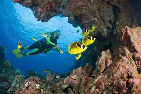 Crescent moon butterflyfish and diver, Chaetodon lunula, Lani Cathedral, Maui, Hawaii, USA