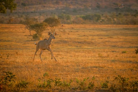 Young male Kudu running in the bush in the Welgevonden game reserve, South Africa