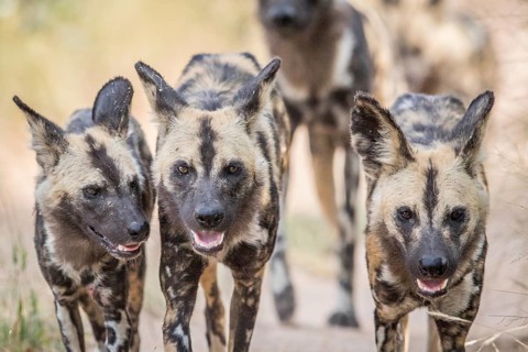 African wild dogs walking towards the camera in the Kruger National Park, South Africa