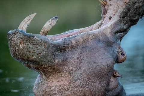 Hippo yawning in the water in the Kruger National Park, South Africa
