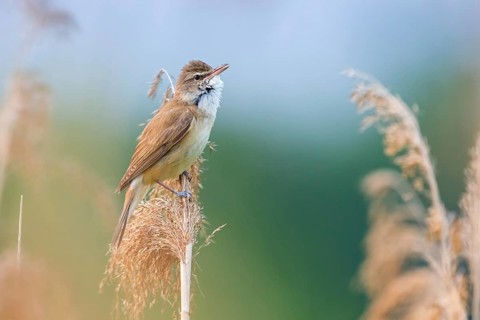 Reed warbler, (Acrocephalus arundinaceus), reedbed perch, biotope, habitat, animals, birds,