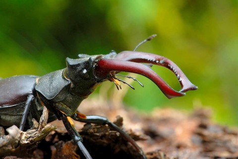 Stag beetle male