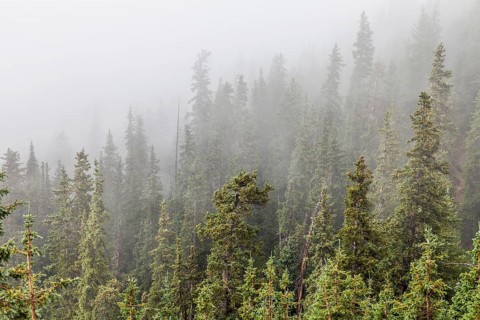 Mountain spruce forest in fog, Rocky Mountains near Loveland Pass, Colorado