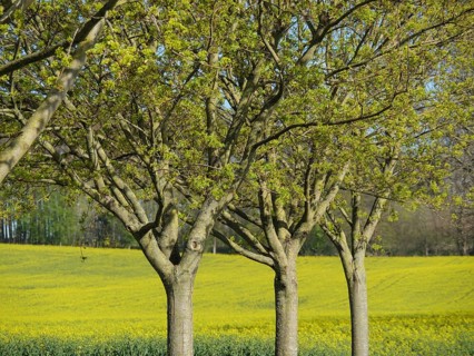Row of trees in front of a vast yellow rape field on a clear spring morning, billerbeck,