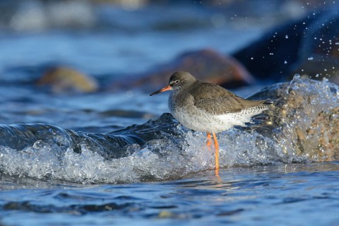 Redshank foraging on the beach (tringa totanus)