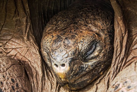 Giant tortoise head (chelonoidis nigra porteri)