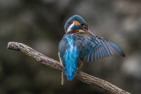 Kingfisher (Alcedo atthis)