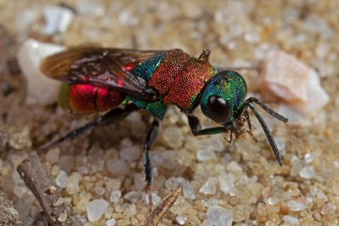Sand gold wasp (Hedychrum nobile)