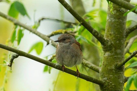 Dunnock (Prunella modularis)