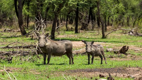 Warthog at the Gaborone Game Reserve in Gaborone, Botswana, Gaborone, Botswana