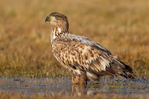 White-tailed eagle, hawk family, animals, birds, birds of prey, (Haliaeetus albicilla), biotope,
