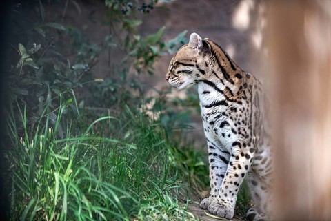 Ocelot (Leopardus pardalis), An ocelot sits among green foliage, its spotted coat highlighted by