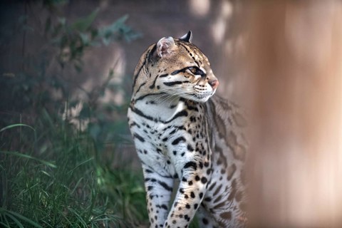 Ocelot (Leopardus pardalis), An ocelot sits among green foliage, its spotted coat highlighted by