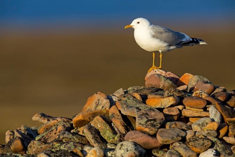 Mew Gull, (Larus canus), animals, birds, gull, gull family, Varanger, Finnmark, Norway