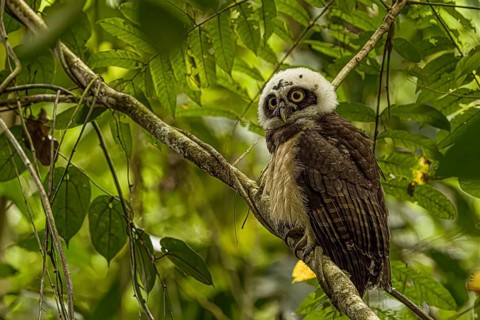 Pulsatrix perspicillata, costarica