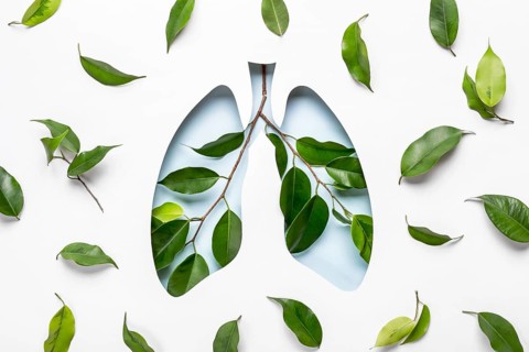 Blue Hole Lungs and green twigs as symbol of healthy lungs. World Tuberculosis Day or World Lung