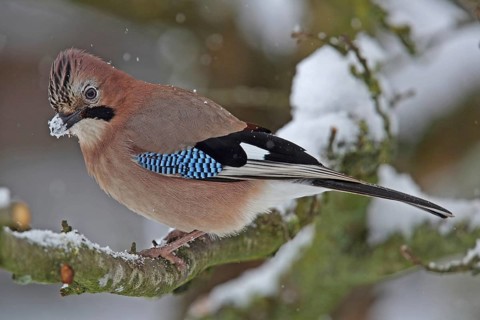 Eurasian jay (Garrulus glandarius)