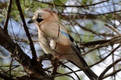 Eurasian jay (Garrulus glandarius)