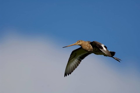 Black-tailed godwit (Limosa limosa)
