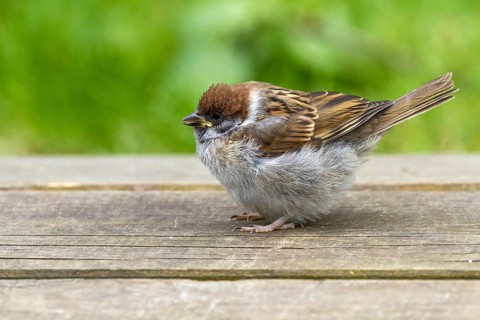 Tree sparrow - young bird (Passer montanus)
