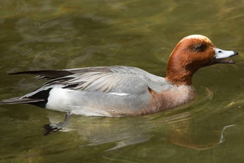 Eurasian wigeon (Mareca penelope)