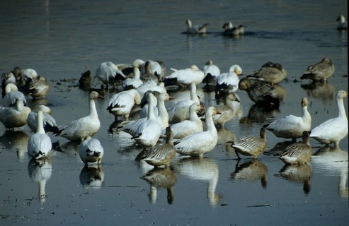 Snow goose (Anser caerulescens)
