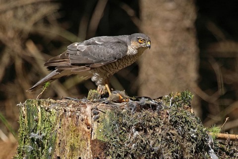 Sparrowhawk (Accipiter nisus)