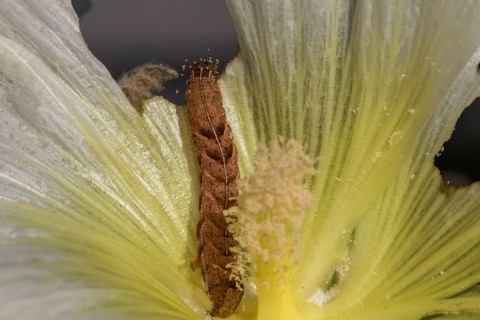 Caterpillar of the Fohkrauteule (Melanchra persicariae)