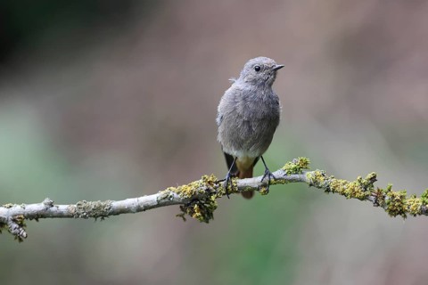 Black redstart (Phoenicurus ochruros)