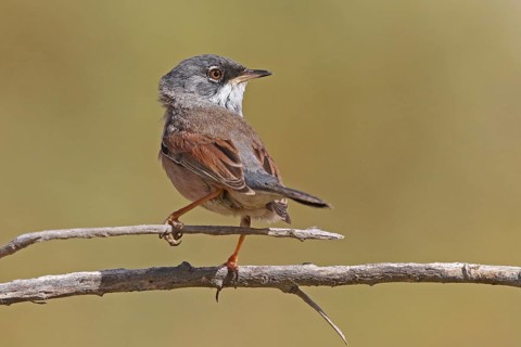 Spectacled warbler (Sylvia conspicillata)
