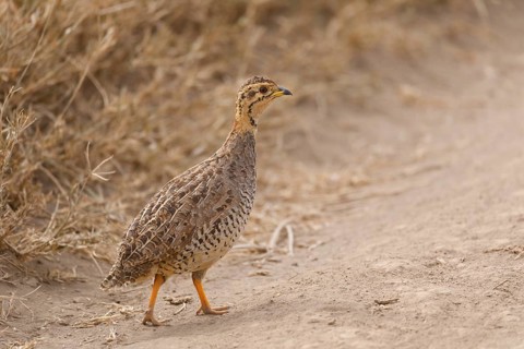 Crested Francolin (Ortygornis sephaena)