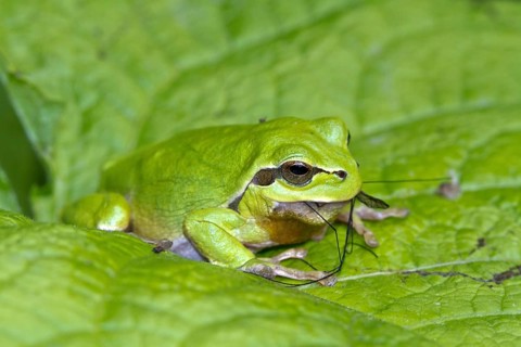European tree frog - eats a snake (Hyla arborea)