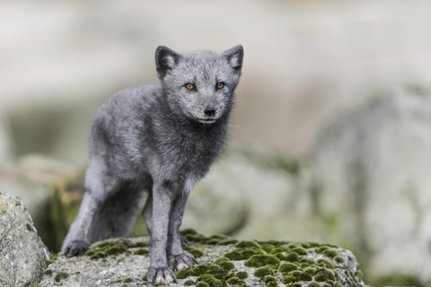 Arctic fox (Vulpes lagopus)