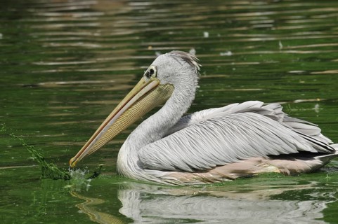 Rufous pelican (Pelecanus rufescens)