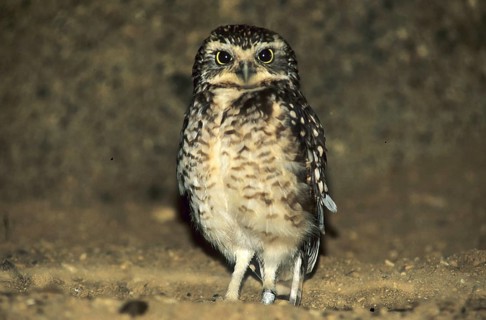 Burrowing owl (Athene cunicularia)