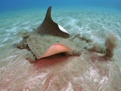 Butterfly ray (Gymnura altavela)
