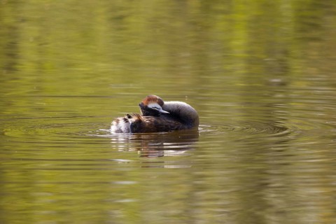 Great crested grebe, body care (Podiceps cristatus)