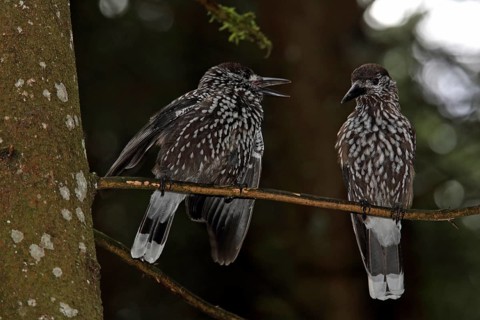 Nutcracker (Nucifraga caryocatactes)