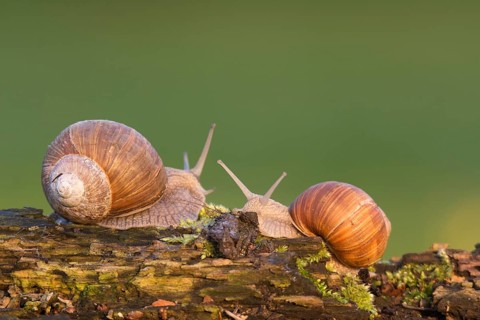 Vineyard snail (Helix pomatia)