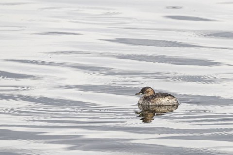 Little grebe (Tachybaptus ruficollis) swimming in a lake in Arusha National Park in Tanzania East