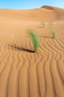 Drinn grass (Stipagrostis pungens) in the sand dunes of the Erg Chebbi desert in southern Morocco.