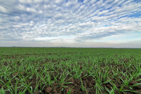 Winter wheat seedlings and blue sky. Young wheat in field. Young wheat seedlings growing in a field