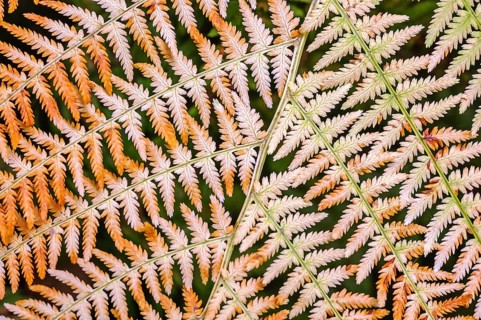 Orange colored fern in a forest in autumn. Vosges, France