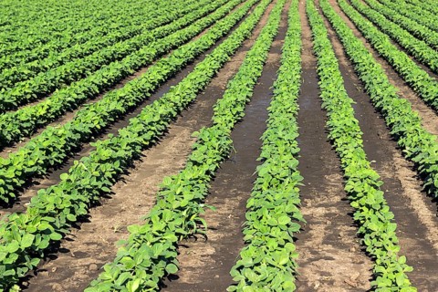 Young green soy plants with large leaves grow in the field