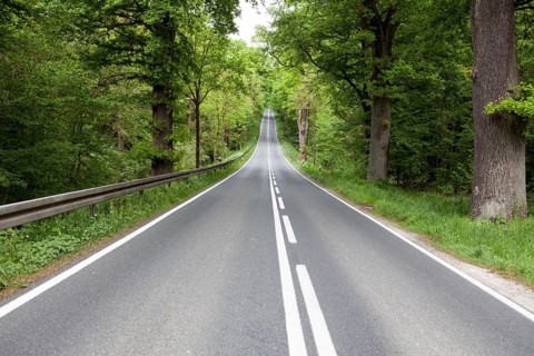 Road through the Primeval forest Urwald Sababurg, Hofgeismar, Weser Uplands, Weserbergland, Hesse,