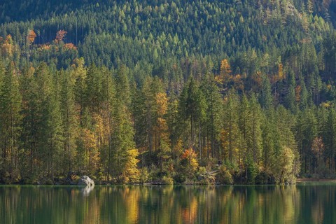 Hintersee with forest in autumn, Ramsau, Berchtesgaden, Berchtesgadener Land, Upper Bavaria,