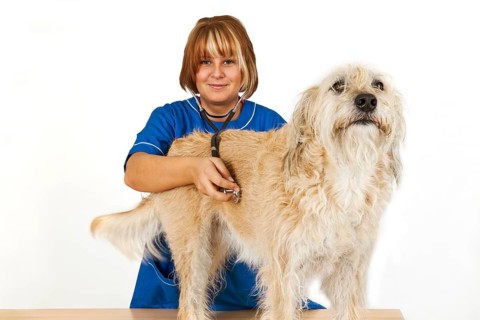 Young veterinarian with a dog on a light background